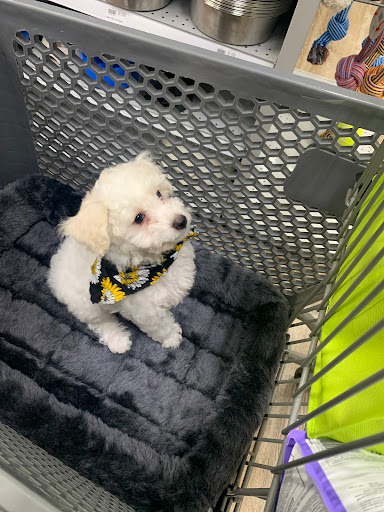 Pet Supply Store «Petland Dallas», reviews and photos, 11909 Preston Rd, Dallas, TX 75230, USA