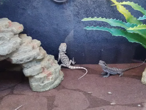 Pet Supply Store «PetSmart», reviews and photos, 10697 E US Hwy 36, Avon, IN 46123, USA