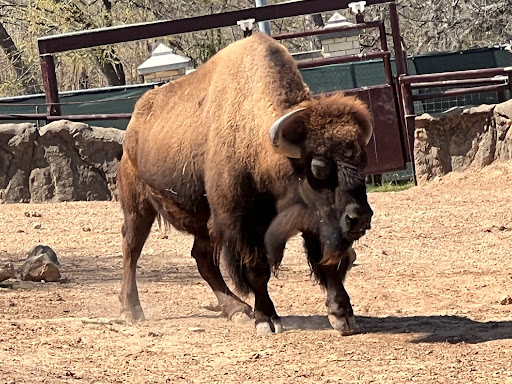 Zoo «Cameron Park Zoo», reviews and photos, 1701 N 4th St, Waco, TX 76707, USA