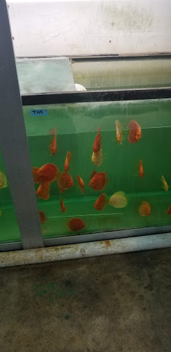 Tropical Fish Store «Jack Wattley Discus», reviews and photos, 6944 NE 4th Ave, Miami, FL 33138, USA