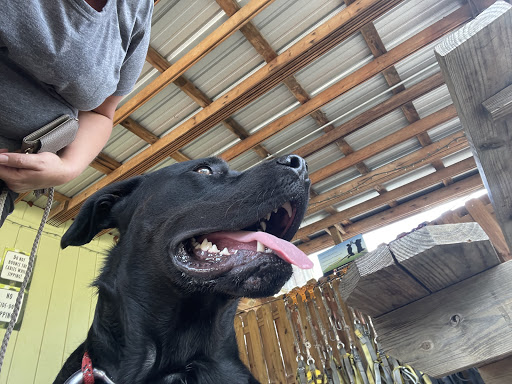 Tourist Attraction «Adventureworks Zipline Forest», reviews and photos, 4129 Whites Creek Pike, Whites Creek, TN 37189, USA