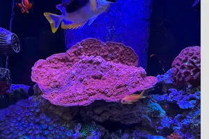Cosmic Coral Farms image