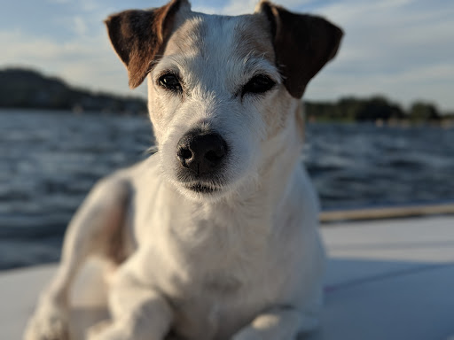 Pet Groomer «Happy Tails Pet Center», reviews and photos, 4370 SE King Rd Ste 260, Milwaukie, OR 97222, USA