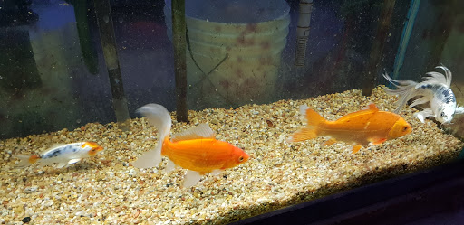 Tropical Fish Store «Azalea Aquariums», reviews and photos, 5112 Richmond Henrico Turnpike A, Richmond, VA 23227, USA