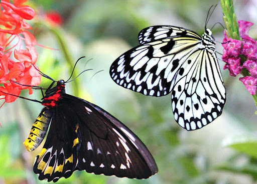 Tourist Attraction «Butterfly World», reviews and photos, 3600 W Sample Rd, Coconut Creek, FL 33073, USA