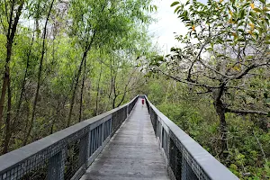 Tall Cypress Natural Area image