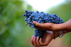 Batroun Mountains Organic Winery image
