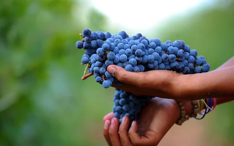 Batroun Mountains Organic Winery image