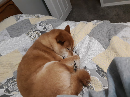 Pet Supply Store «Pet Supplies Plus», reviews and photos, 2912 Council Tree Ave #100, Fort Collins, CO 80525, USA