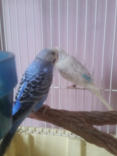 Pet Store «Oceans Of Pets», reviews and photos, 1794 Diamond Hill Road, Woonsocket, RI 02895, USA