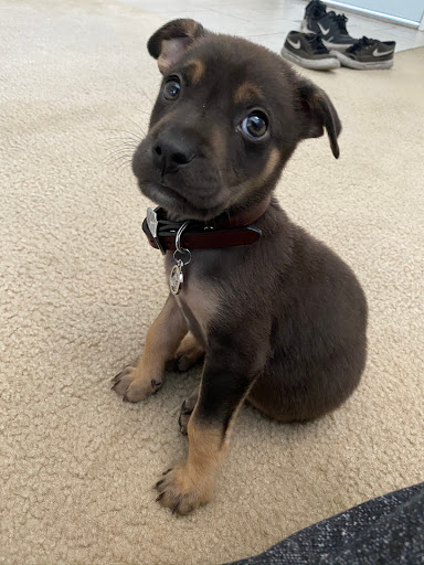 Pet Store «The Pet Stop», reviews and photos, 9128 E Foothill Blvd, Rancho Cucamonga, CA 91730, USA