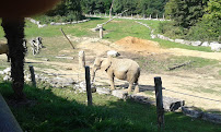 La Gare des Eléphants du Restaurant Le Tropical à Saint-Aignan - n°4