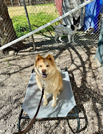 Elevate Dog Center - Photo 8 - Car repair in Tucson, AZ, Tucson