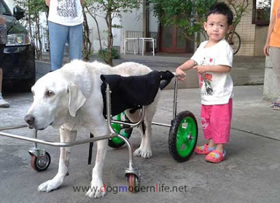 รถเข็นสำหรับสุนัขพิการ สัตว์พิการ htpp://www.dogmodernlife.com