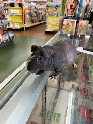 Pet Supply Store «Pet Supermarket», reviews and photos, 10291 Pines Blvd, Pembroke Pines, FL 33026, USA
