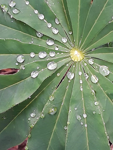 Park «Alberta Park», reviews and photos, 1905 NE Killingsworth St, Portland, OR 97211, USA