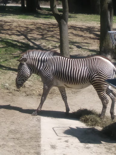 Zoo «Habitat Africa! The Forest», reviews and photos, 3300 Golf Rd, Brookfield, IL 60513, USA