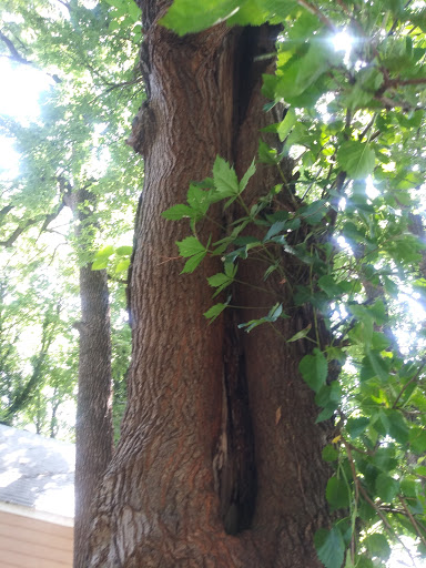 Hardware Store «Westlake Ace Hardware 055», reviews and photos, 3110 E Douglas Ave, Wichita, KS 67214, USA