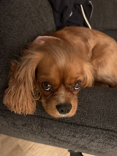 Tabby & Jack's Pet Supplies and Grooming East Washington Ave