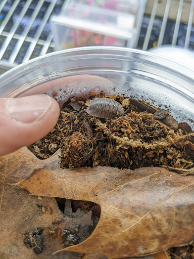 Pet Store «Tye-Dyed Iguana - Reptiles», reviews and photos, 1905 W U.S. 50, Fairview Heights, IL 62208, USA