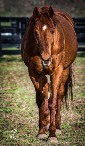 Tourist Attraction «Kentucky Horse Park», reviews and photos, 4089 Iron Works Pkwy, Lexington, KY 40511, USA