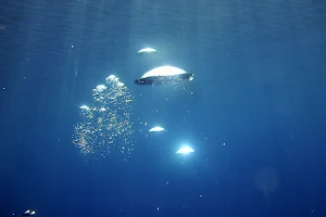 Aquadream SCUBA Diving Academy image