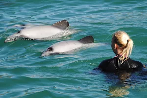 Swimming with Dolphins image
