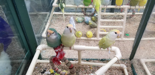 Pet Store «Petland», reviews and photos, 1514 Stonecreek Dr, Pickerington, OH 43147, USA