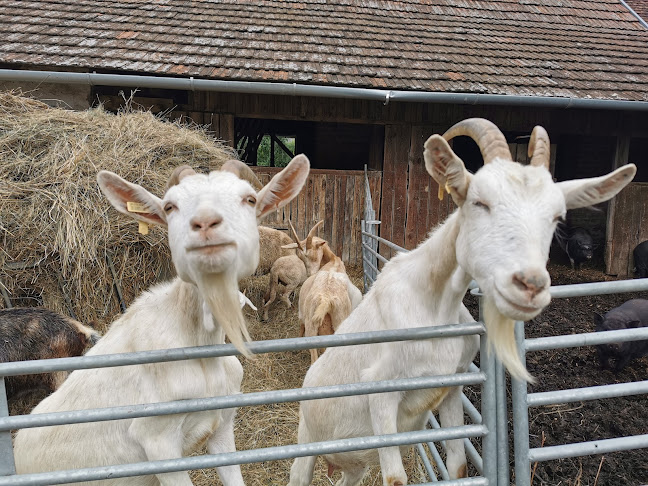 Ferencz Porta Őrség - Szalafő