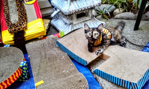 Pet Supply Store «Petco Animal Supplies», reviews and photos, 6067 Greenback Ln, Citrus Heights, CA 95621, USA