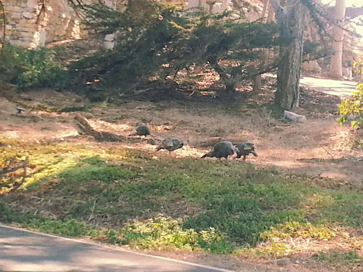 Public Golf Course «Morro Bay Golf Course», reviews and photos, 201 State Park Rd, Morro Bay, CA 93442, USA