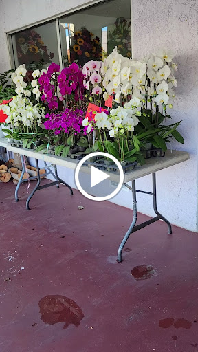 Florist «Avalon Flowers», reviews and photos, 1257 N Avalon Blvd, Wilmington, CA 90744, USA