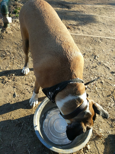 Dog Park «Forest Park Dog Run», reviews and photos, 8445 Park Ln S, Woodhaven, NY 11421, USA