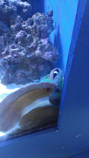 Tropical Fish Store «Saltwater Paradise», reviews and photos, 1313 W Airport Fwy, Irving, TX 75062, USA