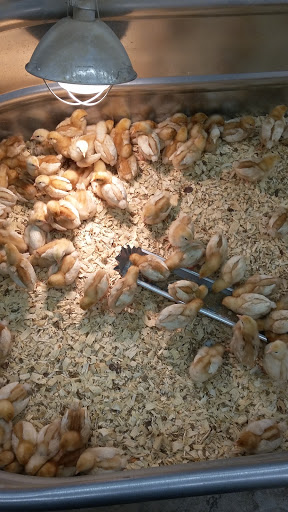 Department Store «Rural King», reviews and photos, 1800 S Ohio St, Martinsville, IN 46151, USA