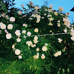 Photo n°2 de l'avis de Gianluca.l fait le 29/06/2022 à 12:50 sur le  Da Gianni...pizzeria farinata à Turin