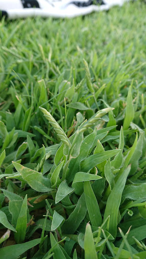 Golf Course «Dobson Ranch Golf Course», reviews and photos, 2155 S Dobson Rd, Mesa, AZ 85202, USA