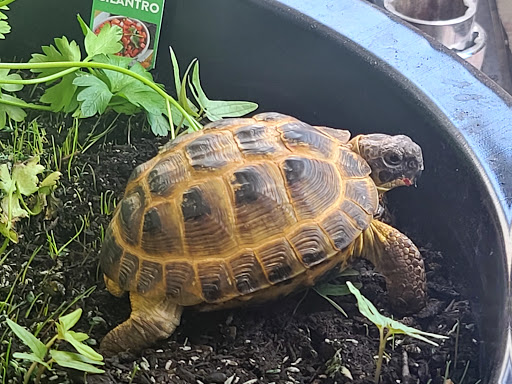 Pet Supply Store «Over Bridge Pet Supplies», reviews and photos, 24 Seneca St, Hornell, NY 14843, USA