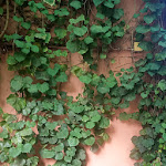 Photo n°3 de l'avis de Giuseppe.c fait le 14/09/2023 à 18:01 sur le  Trattoria Tre Merli à Due Sture