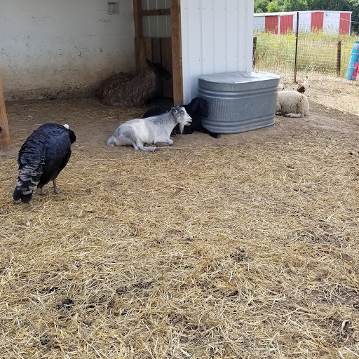 The Fancy Chicken Farm Company, LLC