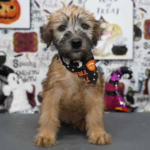 Pet Store «Pet Planet», reviews and photos, 11968 S Redwood Rd, Riverton, UT 84065, USA