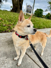 Petscort Concierge - Photo 8 - Car repair in , West Palm Beach