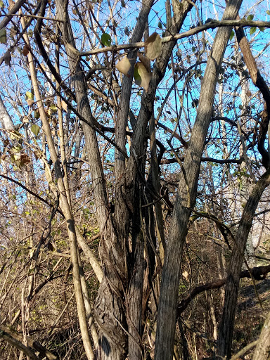 Park «Florence Nature Park», reviews and photos, 7200 Parkview Dr, Florence, KY 41042, USA