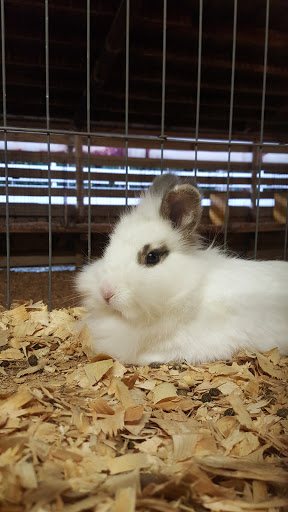 Fairground «Elberton Fair», reviews and photos