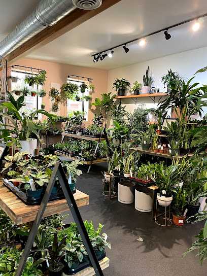 Fern Plant Shop