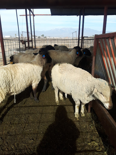 Meat Wholesaler «Lizze Custom Processing», reviews and photos, 7310 Pine Ave, Chino, CA 91708, USA