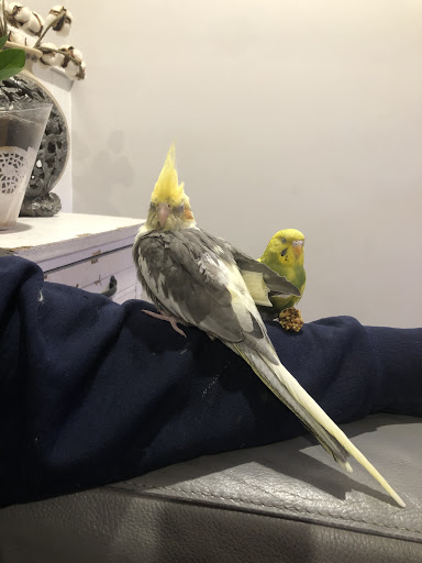 Pet Store «Park Avenue Birds & Pet Supply», reviews and photos, 120 W Center St, West Bridgewater, MA 02379, USA