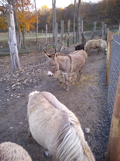 Restaurant «Hidden Valley Animal Adventure», reviews and photos, 2887 Royce Rd, Varysburg, NY 14167, USA
