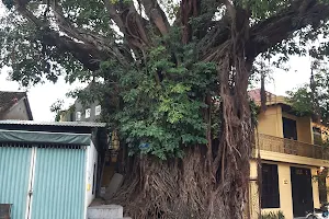 Cay Da, The Big Big Tree image