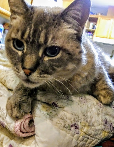 Hardware Store «American River Ace Hardware», reviews and photos, 9500 Greenback Ln #10, Folsom, CA 95630, USA